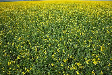 《雷神之锤4》新版画质MOD发布 全面提升材质精度